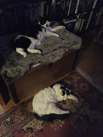 Mini och Citrus sover i Bokrummet