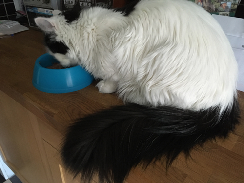 Citrus får mat i skål på bänken