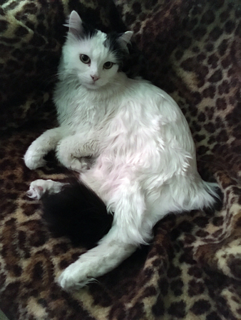 Citrus i skrivbordsstolen