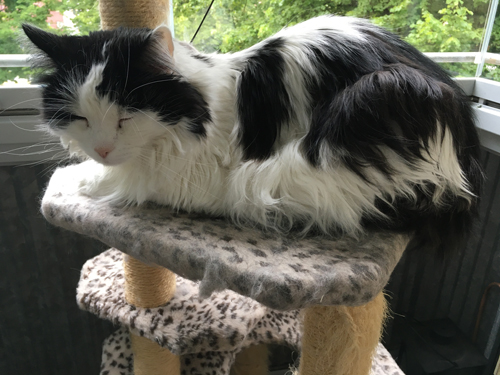 Lucifer sover på klätterpelaren på balkongen