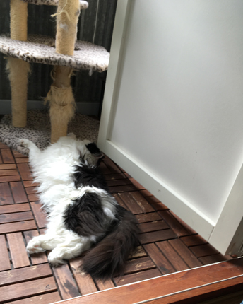 Lucifer utslagen på balkongen