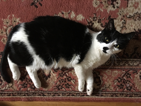 Mini på mattan i Bokrummet Mini på mattan i Bokrummet