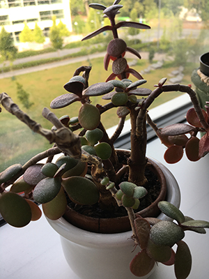 Pengaträdet på jobbet