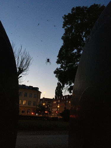 En av många spindlar i Motala