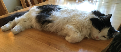 Lucifer på Annas köksbord