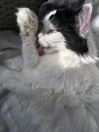 Lucifer tvättar sig