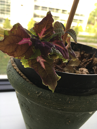 Palettbladet på jobbet