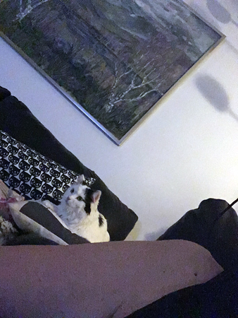 Citrus tittar på TV