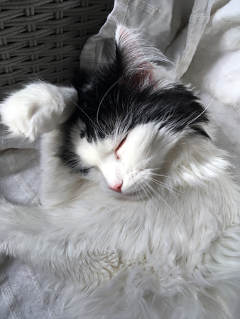 Lucifer tvättar öronen