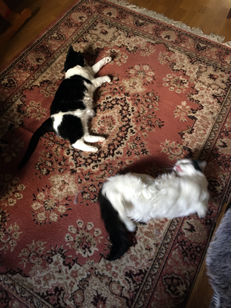 Mini och Citrus på mattan i Bokrummet