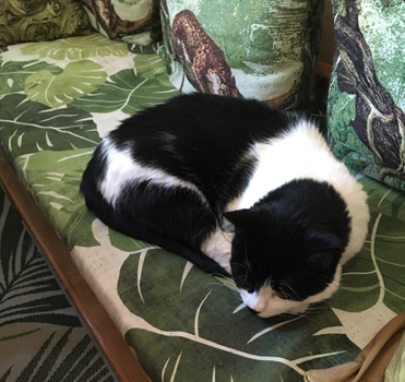 Mini på Annas kökssoffa