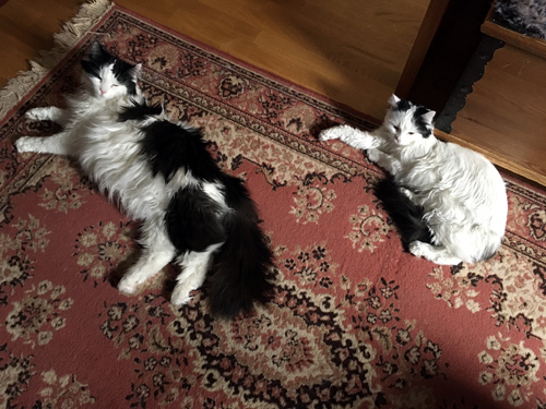 Tisslingarna Lucifer och Citrus på Bokrumsmattan