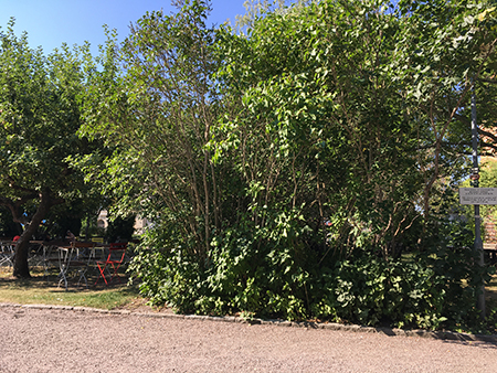 Café Victorias lunch o fika trädgård