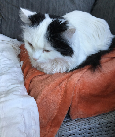 Citrus på orange fiilten på balkongsoffan