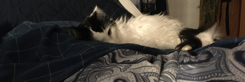 Lucifer ligger på sin filt i vår säng