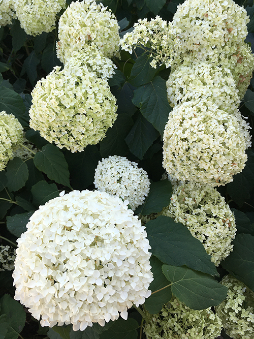 Hortensior utanför Tropiska växthuset