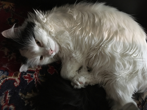 Citrus på vardagsrumsmattan