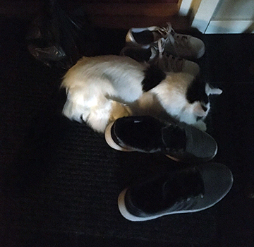 Citrus bland skorna på hallmattan