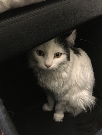 Citrus inuti min fotpall