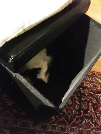 Citrus inuti min fotpall