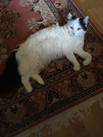 Citrus på mattan i Bokrummet