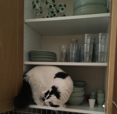 Citrus uppe i köksskåpet