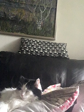 Lucifer sover på en soffkudde på eftermiddagen