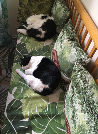 Mini och Luciifer sover i Annas kökssoffa