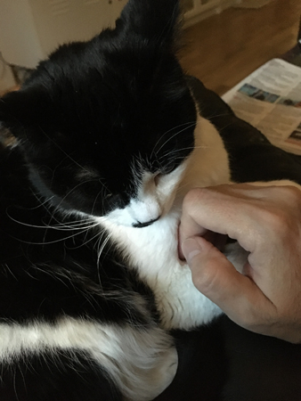 Mini på fåtöljens armstöd