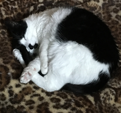 Mini sover på filten