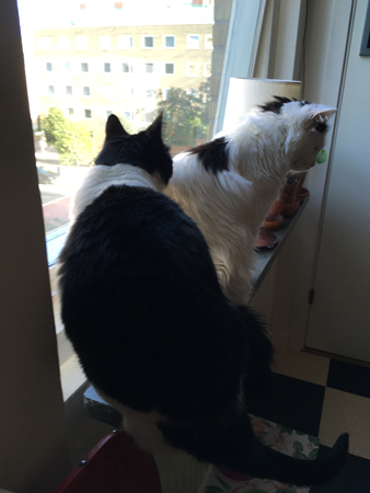 Mini och Citrus trängs i köksfönstret