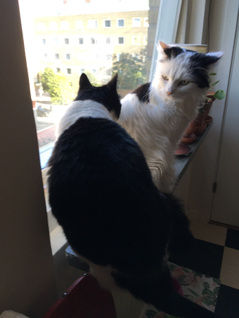 Citrus blänger på Mini i köksfönstret