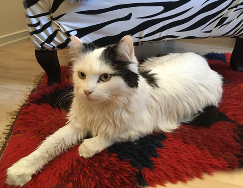 Citrus på pappas ryamatta