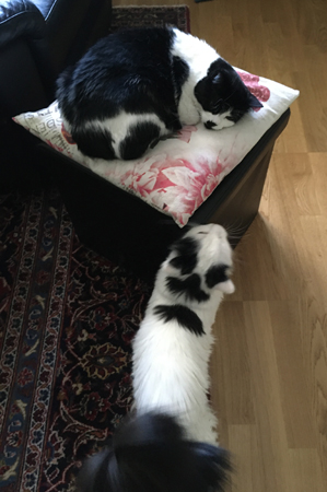 Citrus och Mini Citrus och Mini