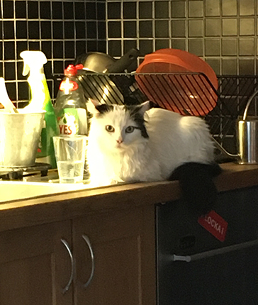 Citrus på diskmaskinen