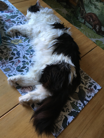 Lucifer på duken på Annas köksbord