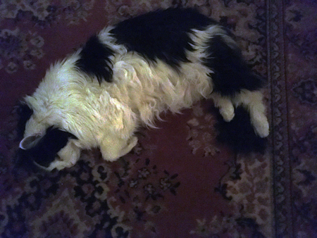 Lucifer på mattan i Bokrummet