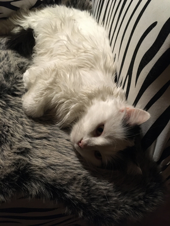 Citrus i zebrafåtöljen närbild