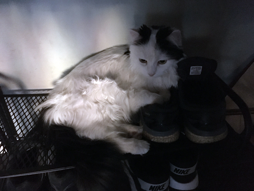 Citrus på mina skor i skohyllan