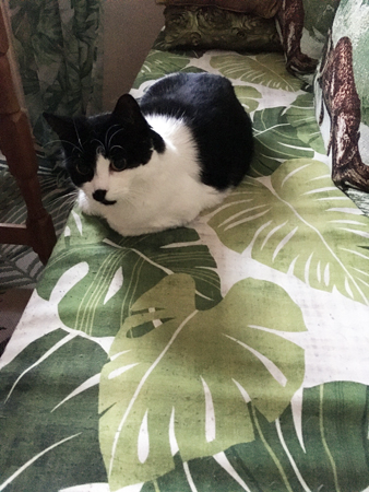 Mini i Annas kökssoffa