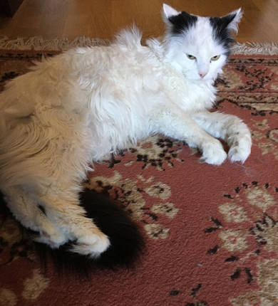 Nyvaken Citrus på mattan i Bokrummet