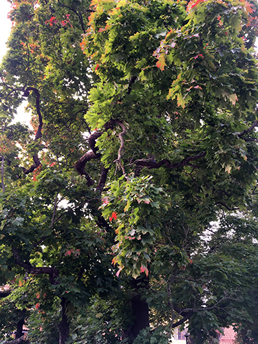 Träd med enstaka röda löv