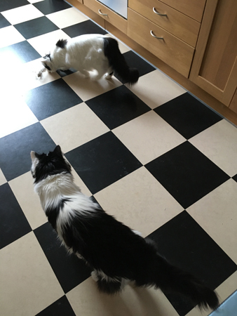 Citrus och Lucifer leker med flaska med torrisar i