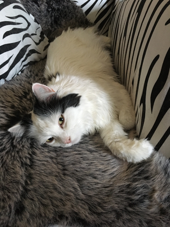 Citrus på fällen i zebrafåtöljen