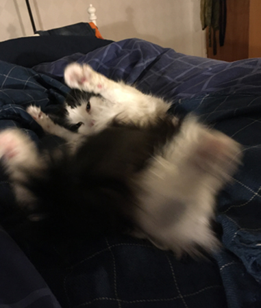 Lucifer gör morgongymnastik i sovrummet