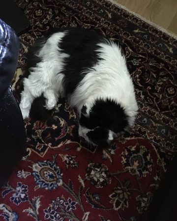 Lucifer mellan soffan och min fåtölj