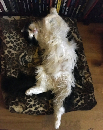 Lucifer sträcker ut sig på rygg på leopardfilten