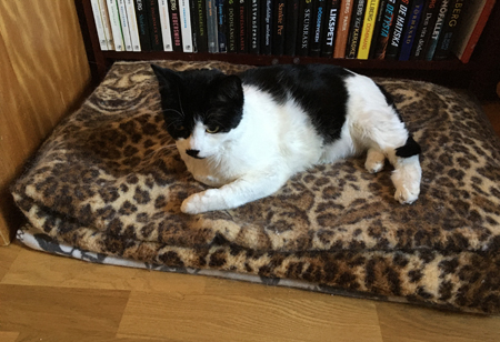 Mini nyvaken på leopardfilten