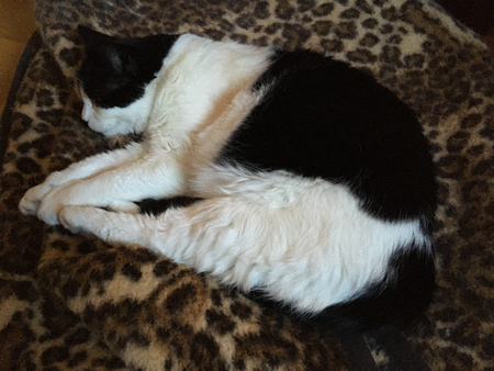 Mini på leopardfilten