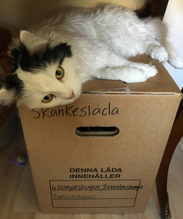 Citrus på skänkeslådan